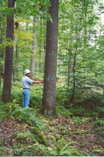 hardwood lumber forester