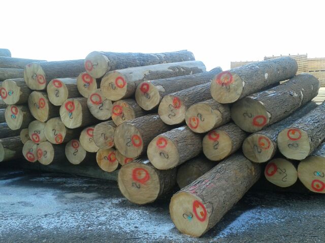 Hard maple veneer logs